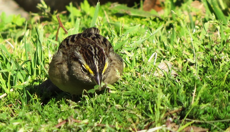 Foto Cachilo Ceja Amarilla
