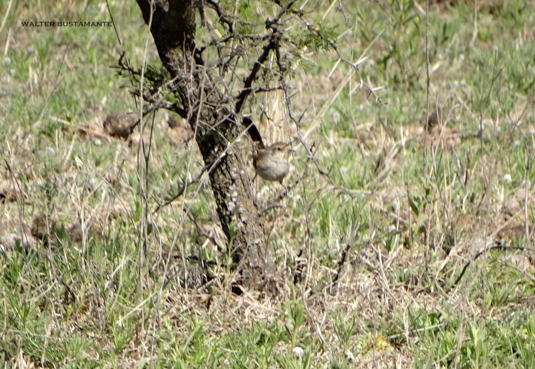 Photo Canastero Chaqueño