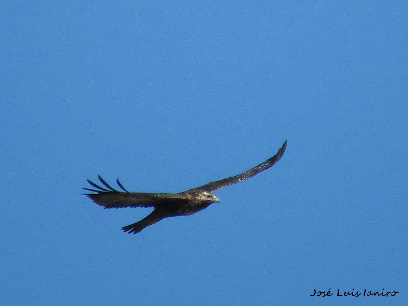 Photo Águila Mora