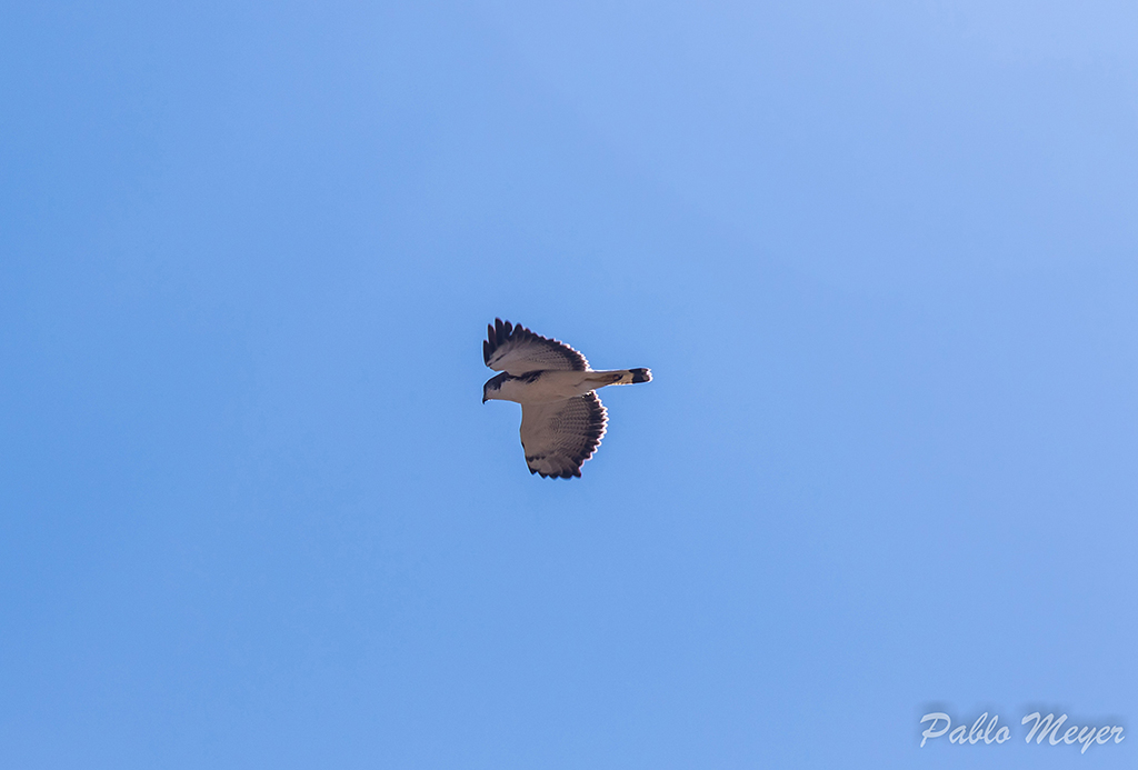 Foto Aguilucho Común
