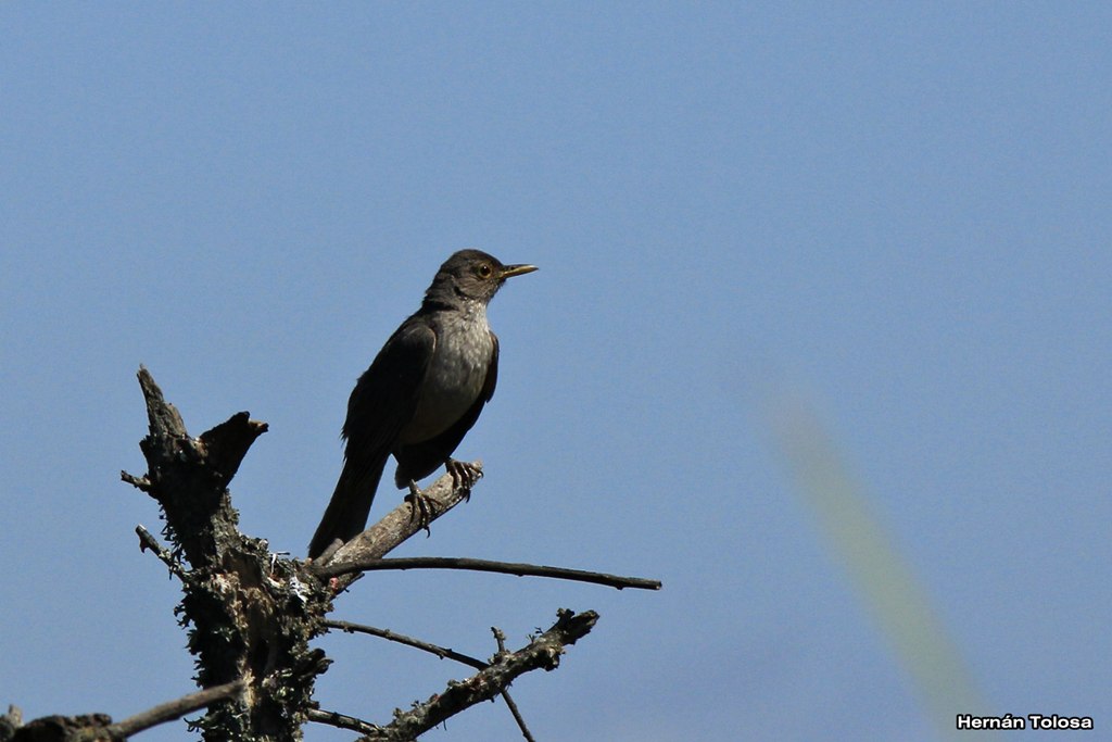 Foto Zorzal Colorado