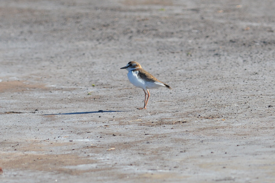 Foto Chorlito de Collar