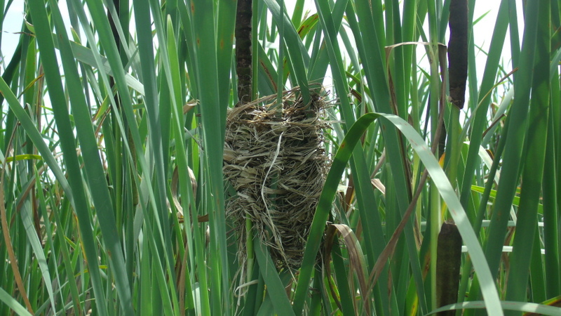 Photo Varillero Congo