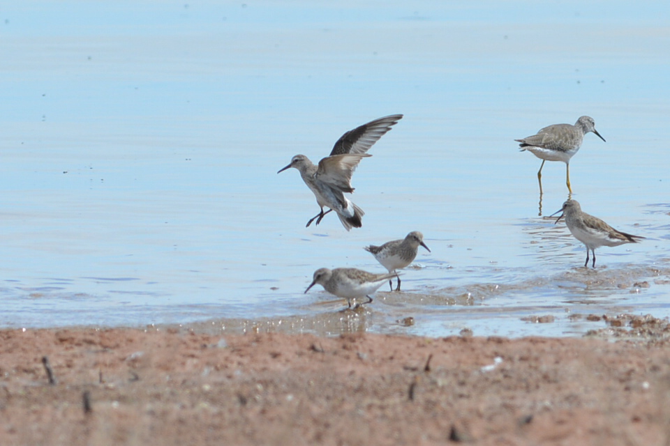 Foto Playerito Rabadilla Blanca