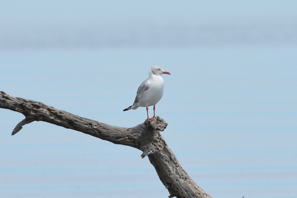 Foto Gaviota Capucho Gris