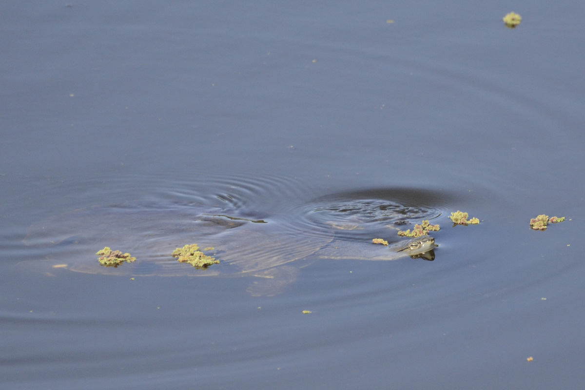 Foto Tortuga de Laguna