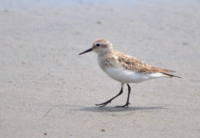 Foto Playerito Unicolor