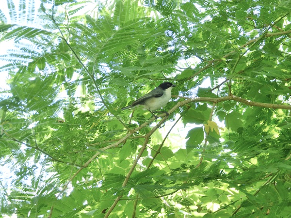 Foto Monterita Cabeza Negra