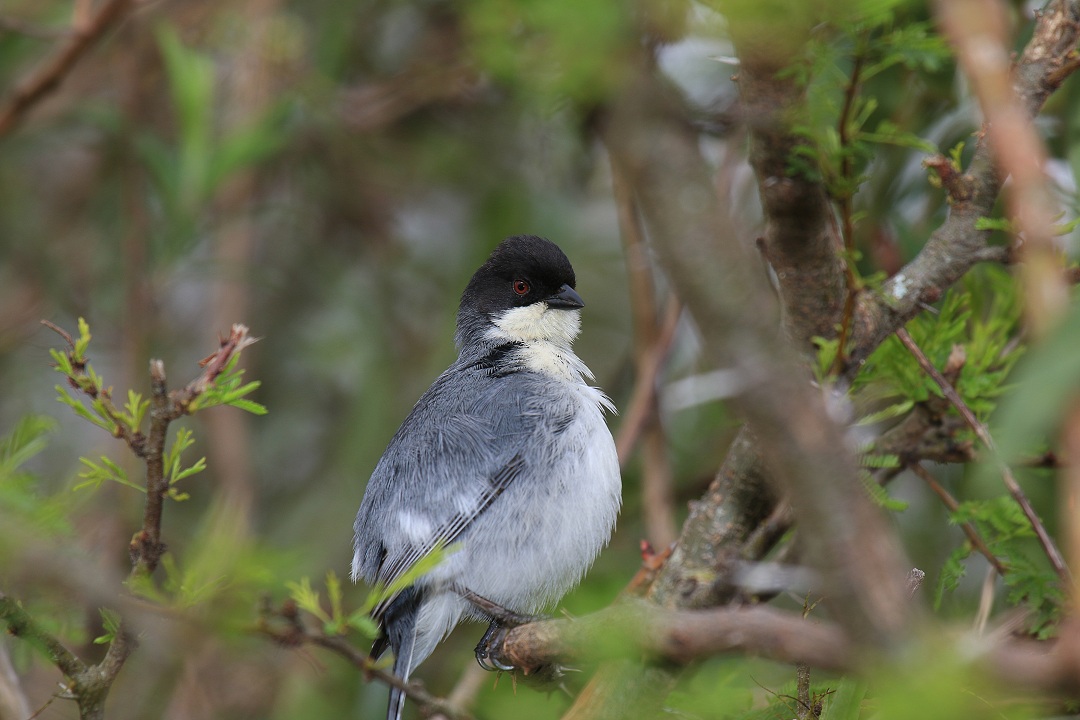 Foto Monterita Cabeza Negra