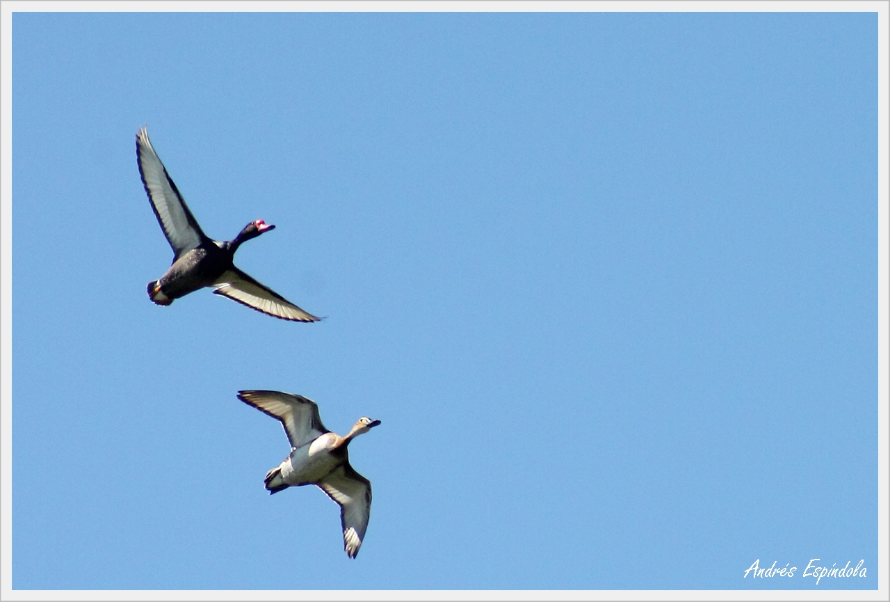 Pato Picazo (Netta peposaca)