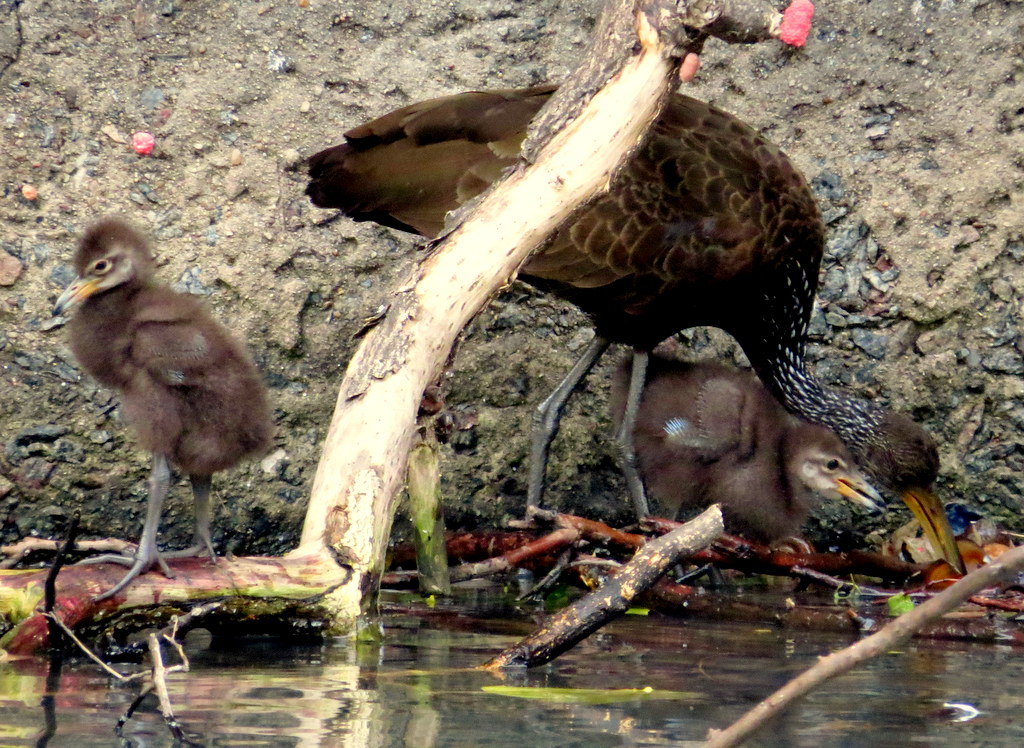 Foto Carau