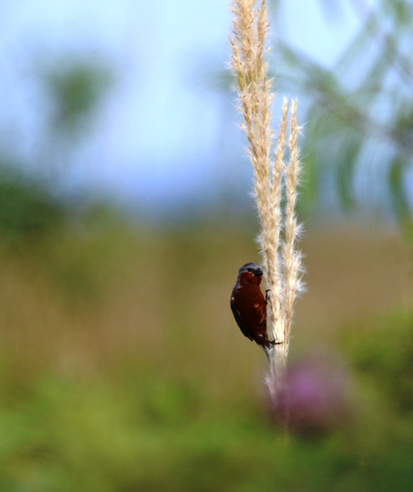 Foto Capuchino Castaño