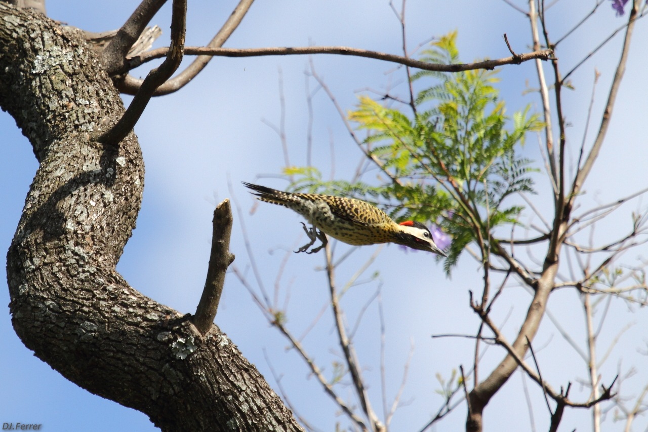 Foto Carpintero Real Común