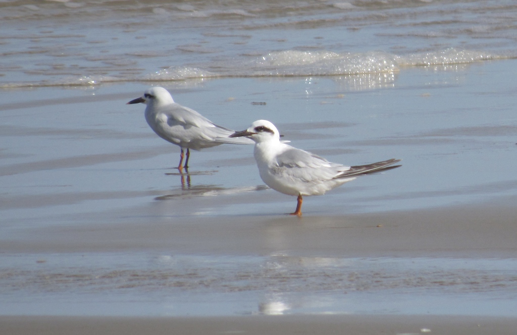 Foto Gaviotín Lagunero