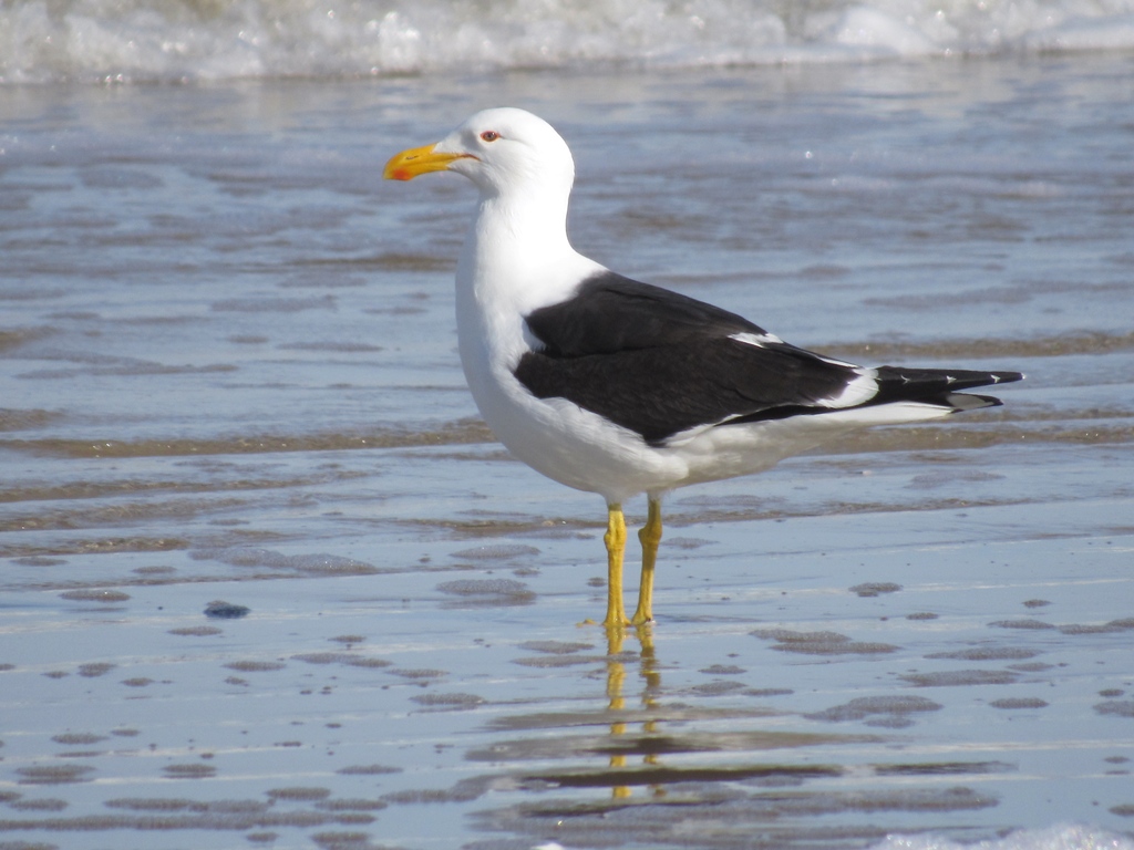 Foto Gaviota Cocinera