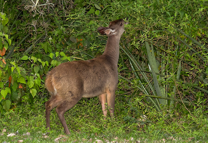 Foto Corzuela Parda