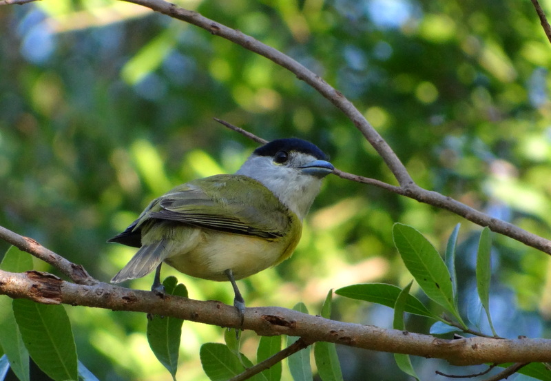 Foto Anambé Verdoso