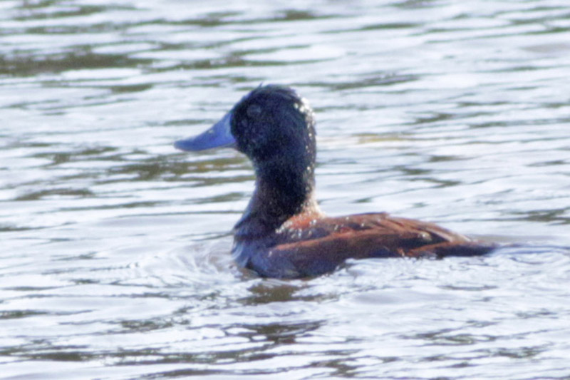 Photo Pato Zambullidor Chico