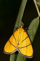  (Chrysauge catenulata)