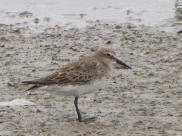 Foto Playerito Rabadilla Blanca