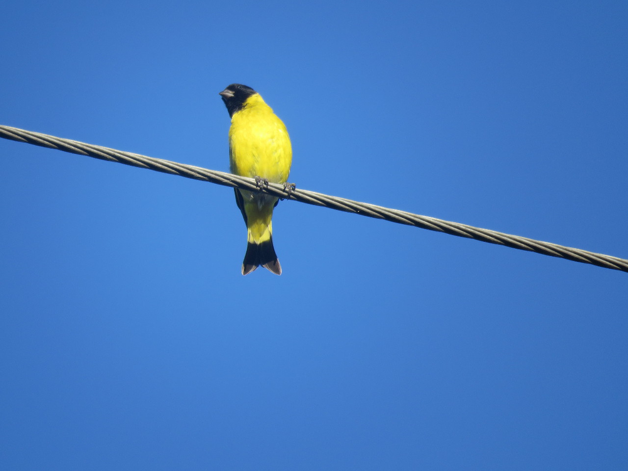 Foto Cabecitanegra Común