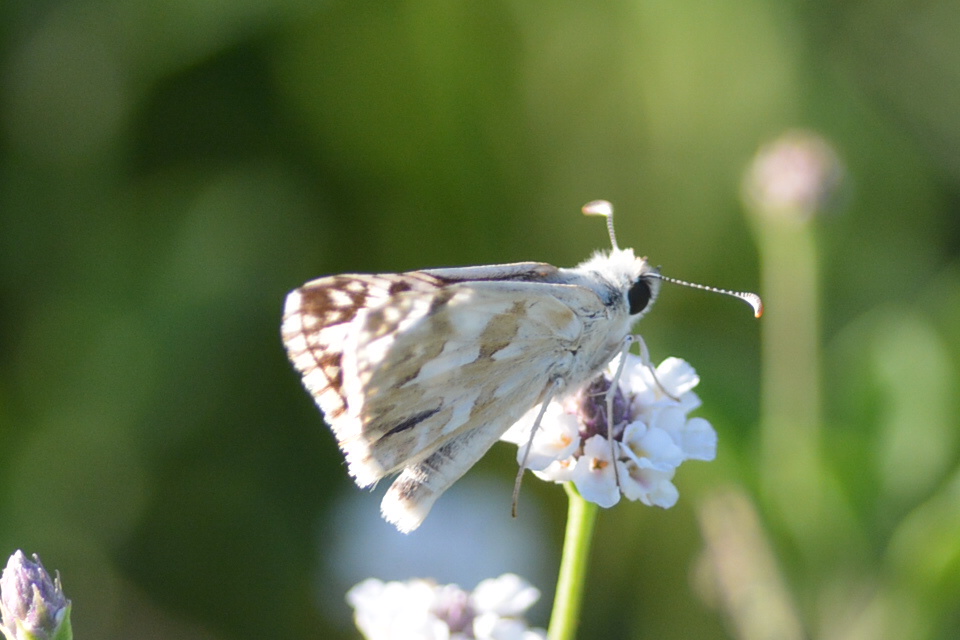 Foto Ajedrezada de Lunar