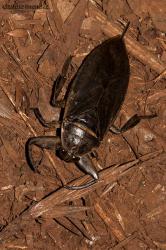 Giant Water Bugs (Lethocerus sp.)