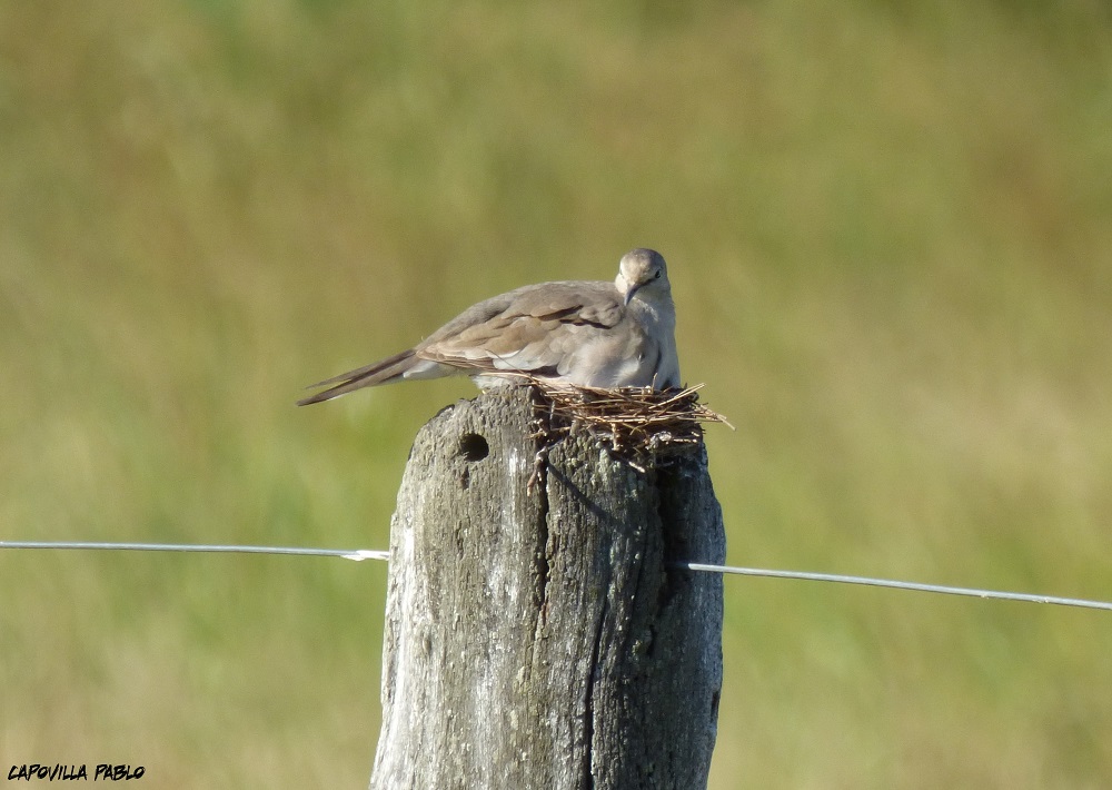 Foto Torcacita Común