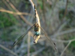  (Dythemis nigra)
