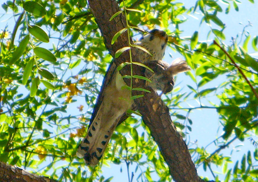 Photo Halconcito Colorado