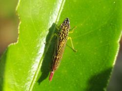  (Acrogonia virescens)