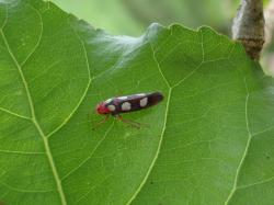  (Tettisama quinquemaculata)