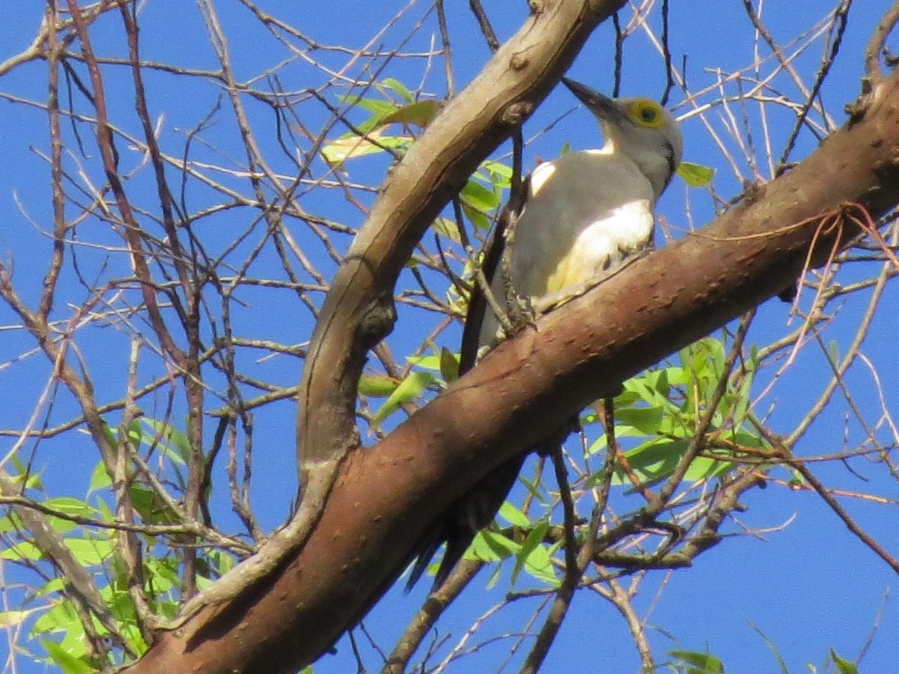 Foto Carpintero Blanco