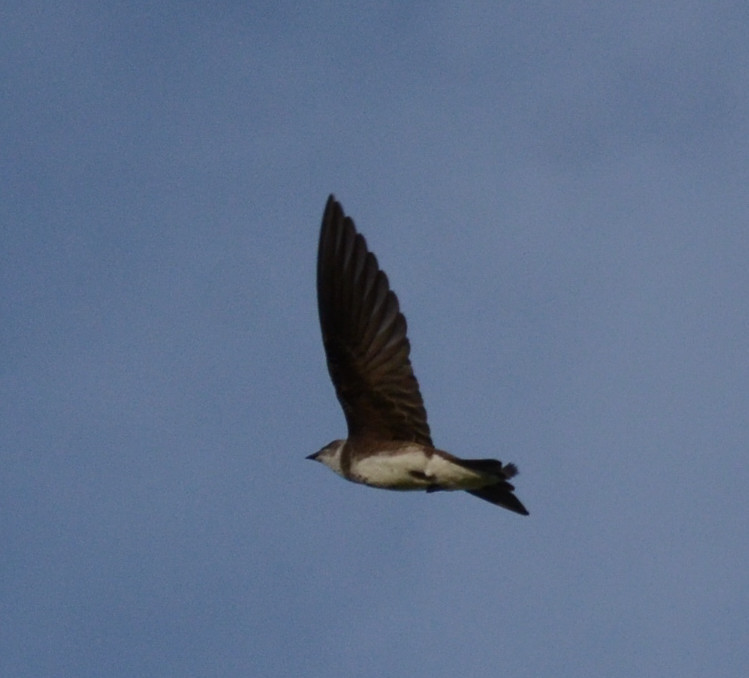 Foto Golondrina Parda