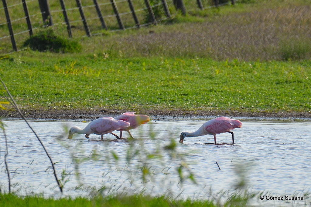 Photo Espátula Rosada