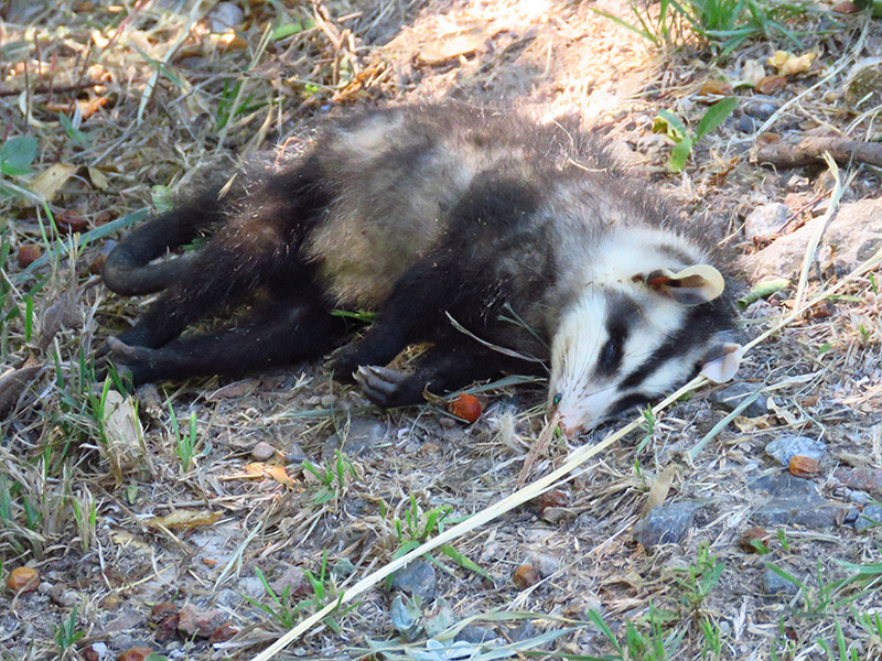 Photo Comadreja Overa