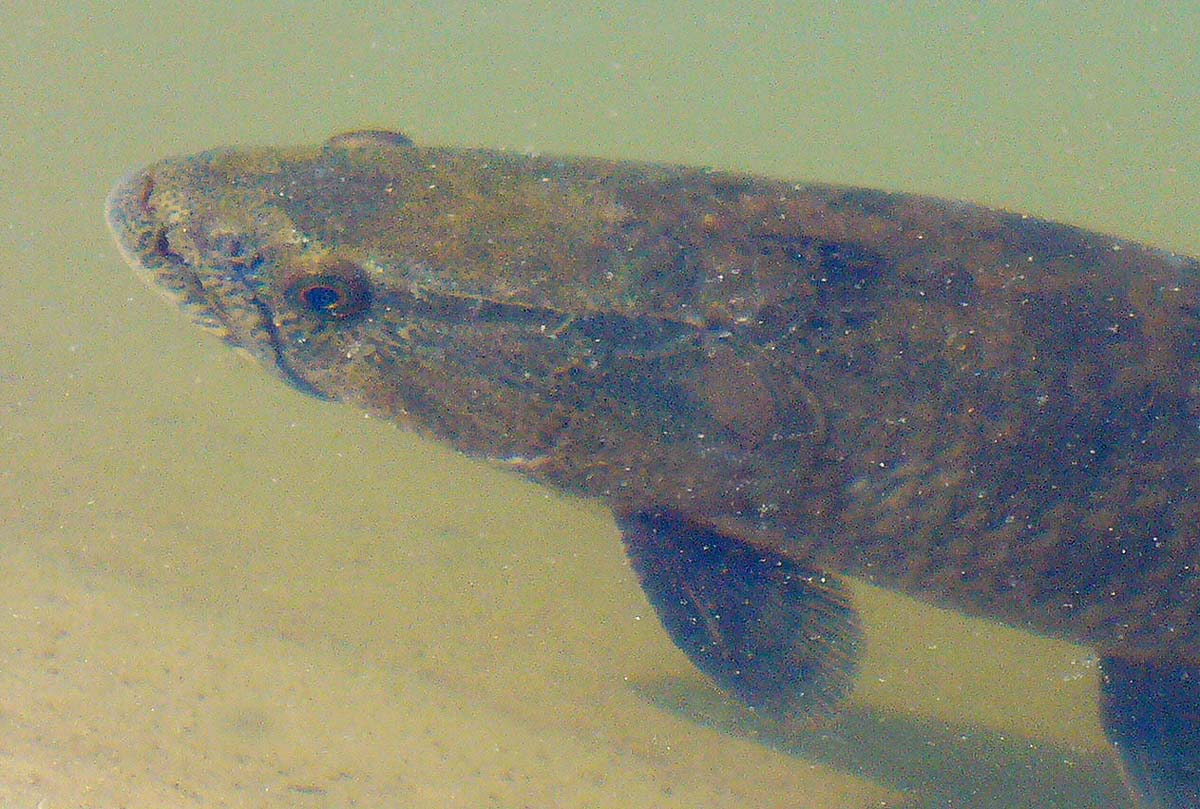 Foto Tararira Común