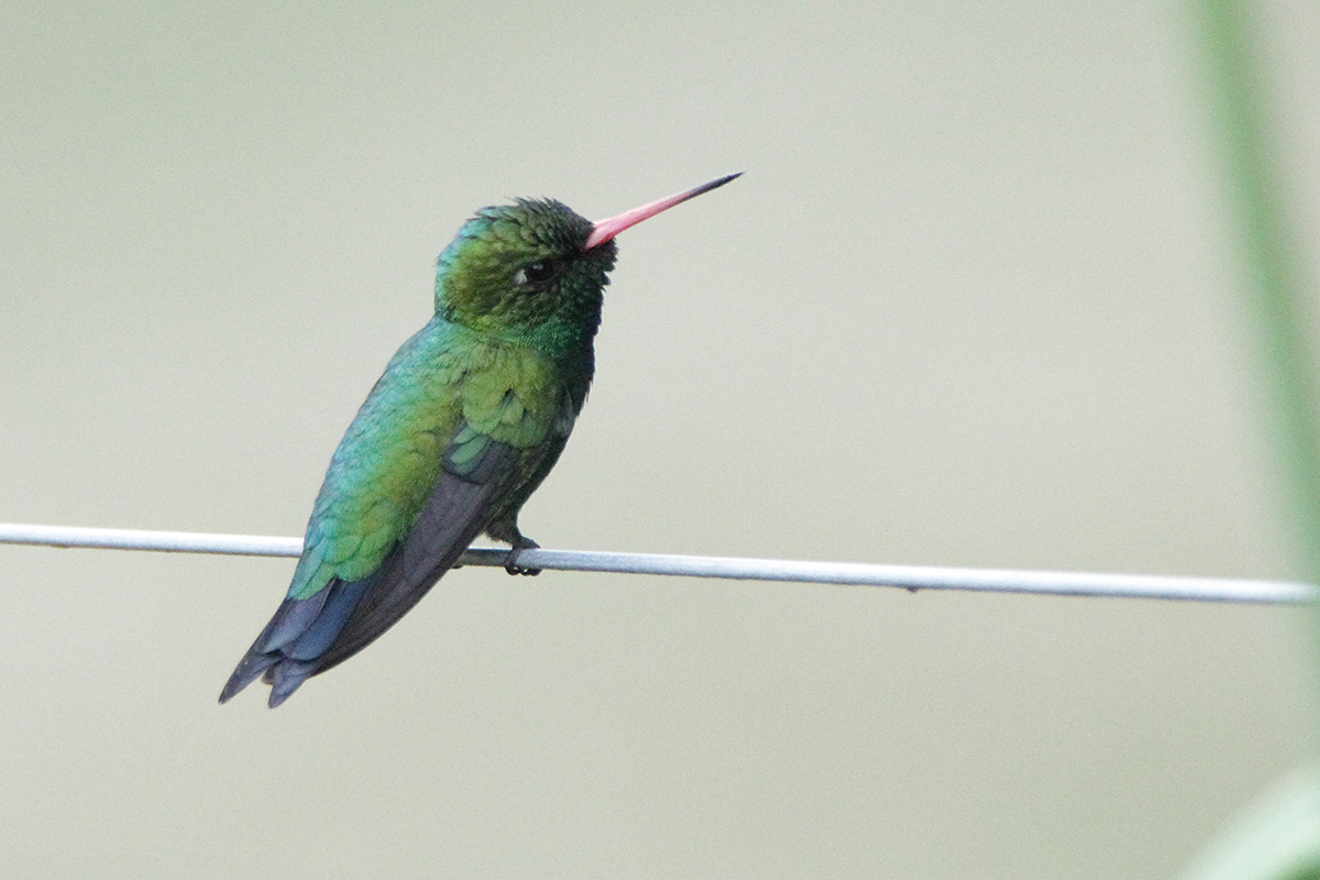 Photo Picaflor Común