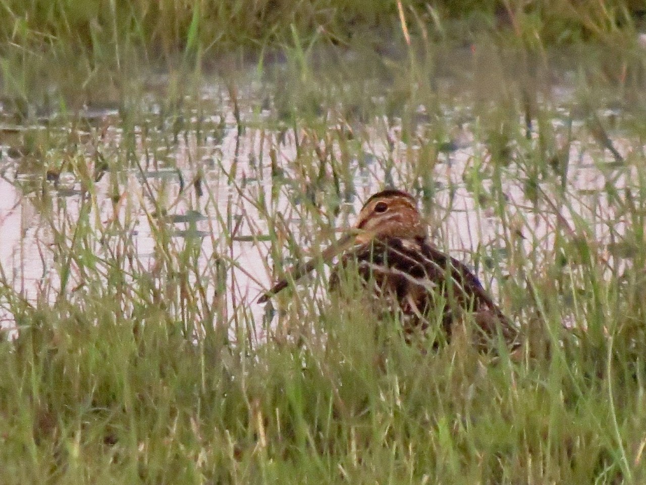 Foto Becasina Común