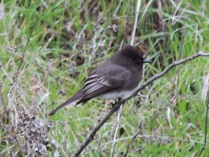 Foto Viudita de Río
