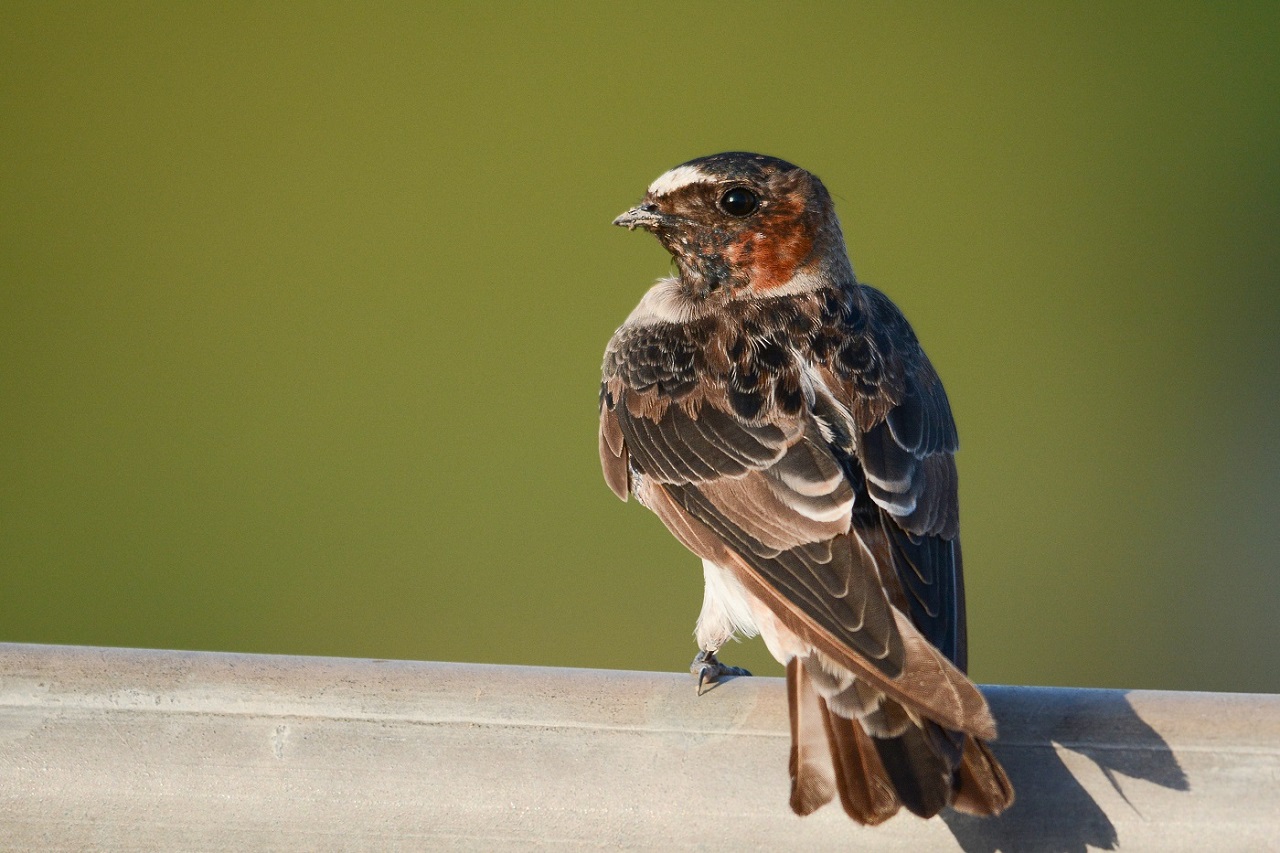 Photo Golondrina Rabadilla Canela