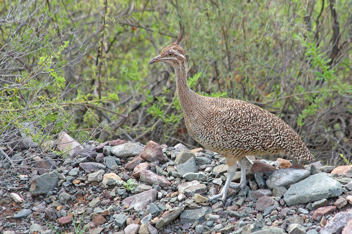 Foto Martineta Común