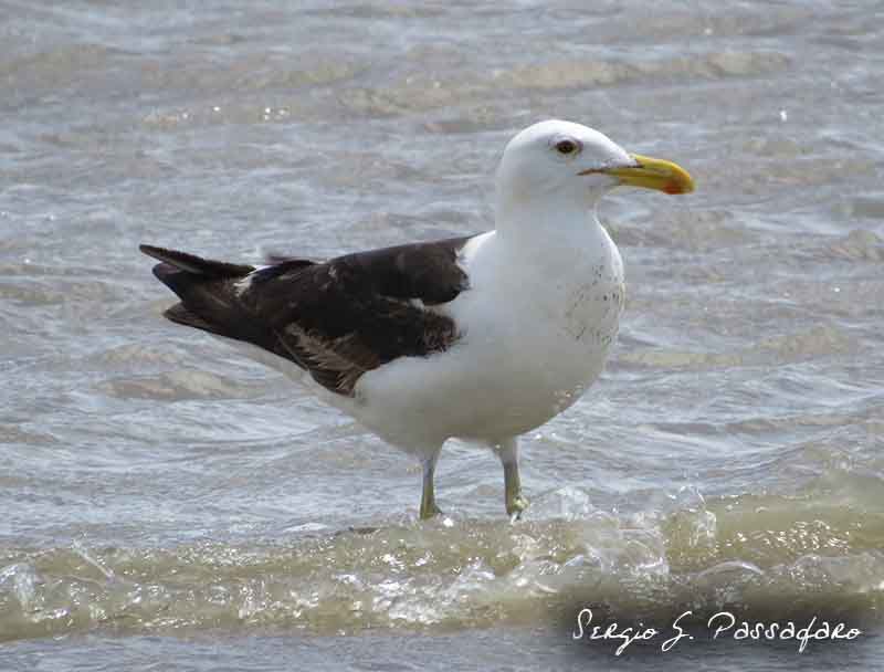 Photo Gaviota Cocinera