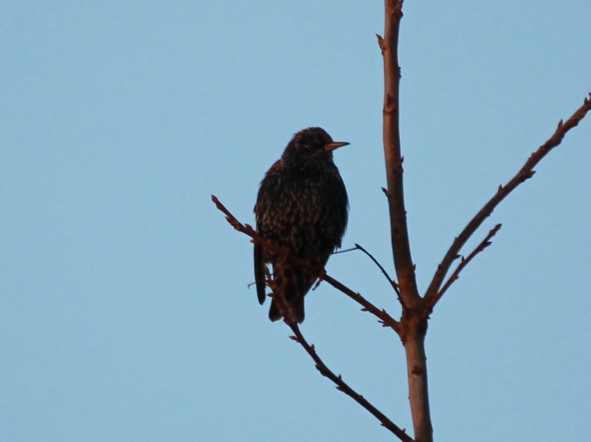 Foto Estornino Pinto