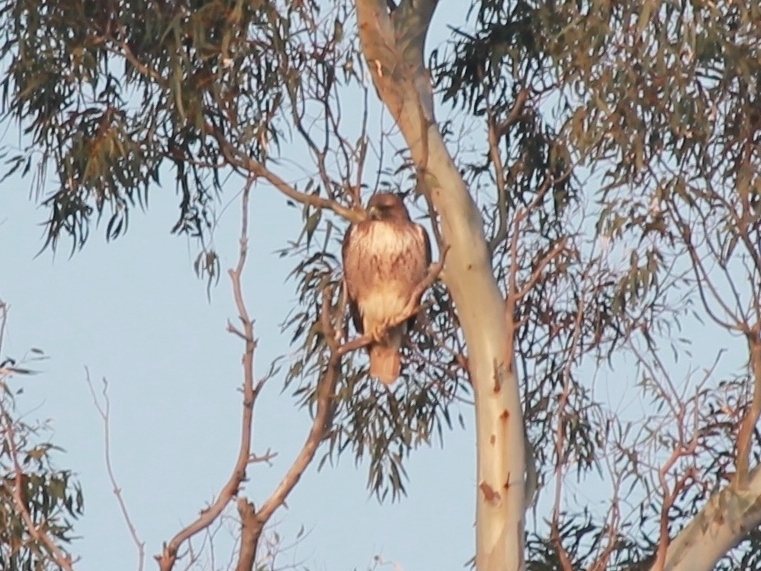 Foto Gavilán de Cola Roja