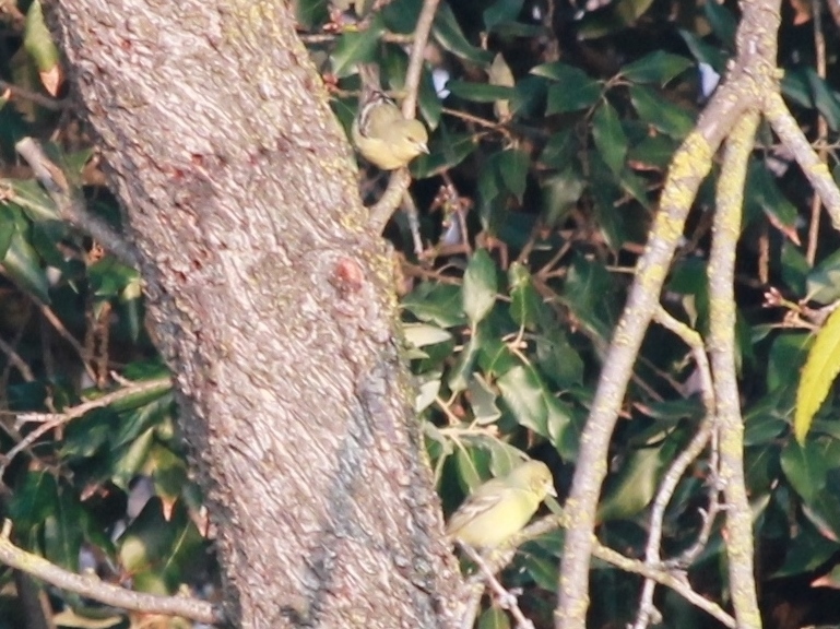 Foto Jilguero Aliblanco