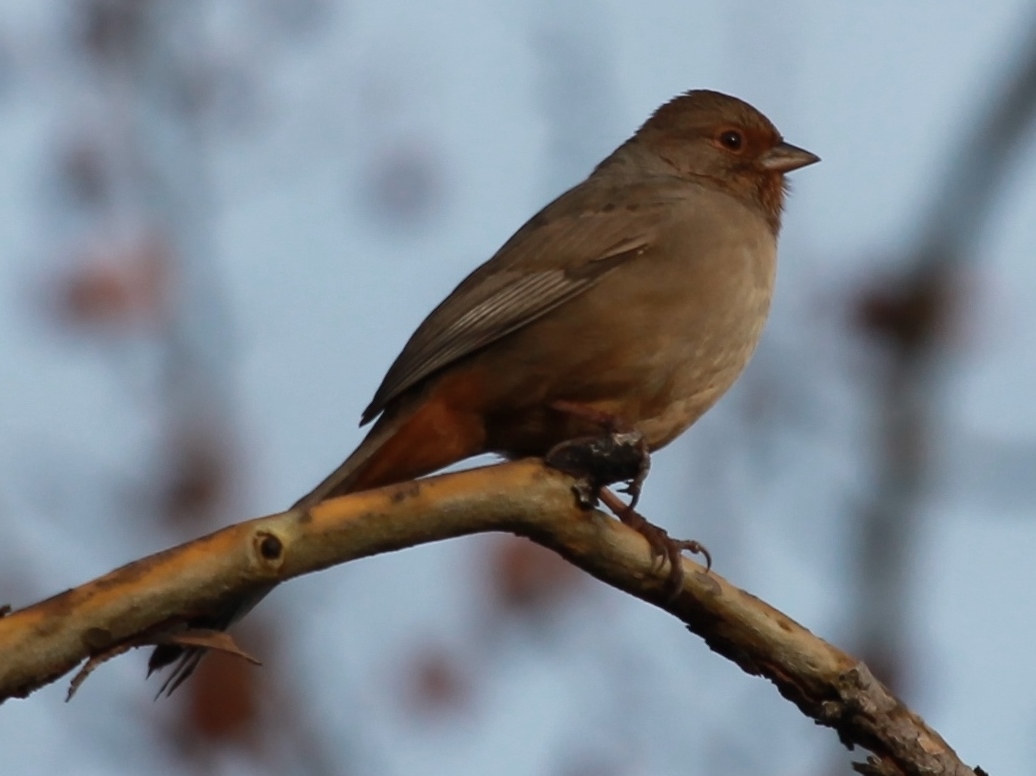 Foto Toquí Californiano