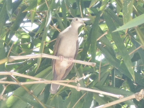 Foto Torcacita Colorada