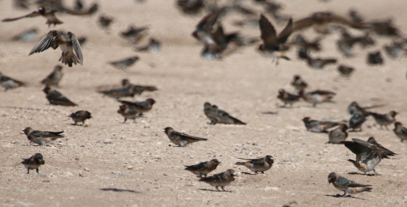 Foto Golondrina Rabadilla Canela