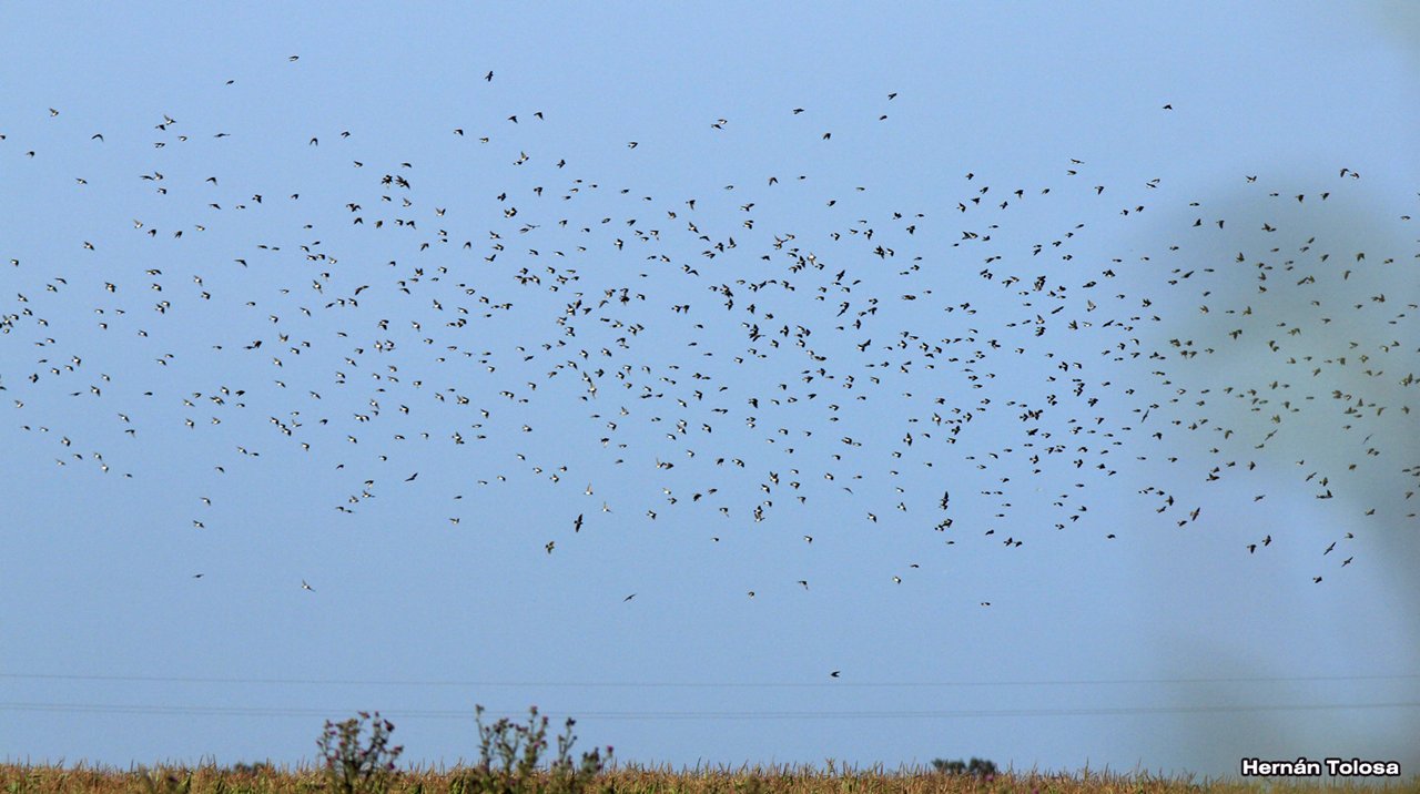Foto Golondrina Rabadilla Canela